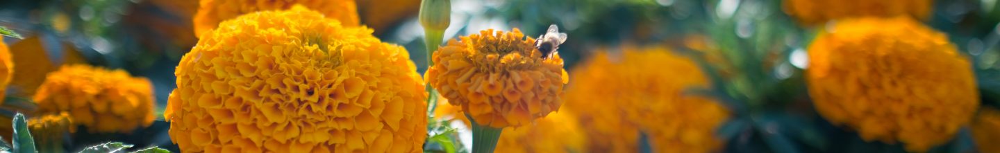 cropped-dscf8173.jpg